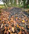 Woodland path